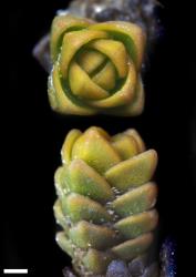 Veronica densifolia. Leaf buds and shoots. Scale = 1 mm.
 Image: P.J. Garnock-Jones © Te Papa CC-BY-NC 3.0 NZ